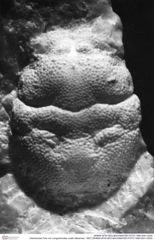Historisches Foto von Longodromites ovalis (Moericke, 1897) (NHMW-AFW-GEO-BACHMAYER-FOTO-1990-0041-0230)